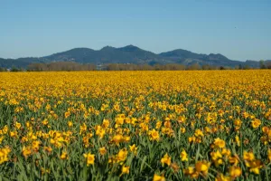 Downtown Mount Vernon, OR, OR