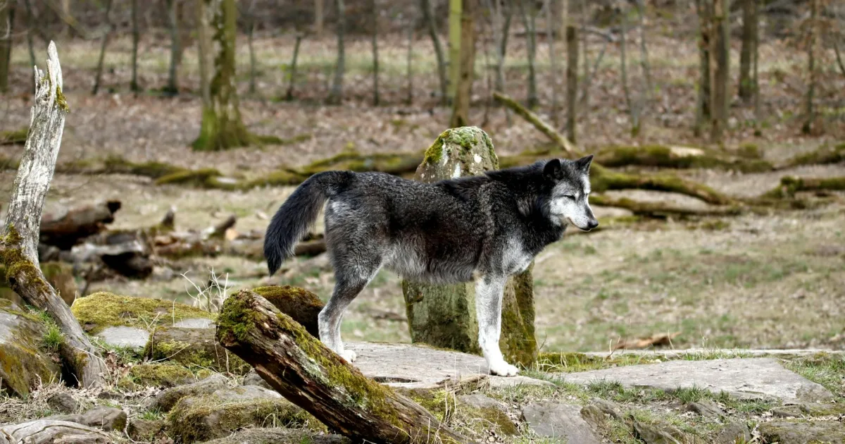 Downtown Mount Wolf, PA, PA