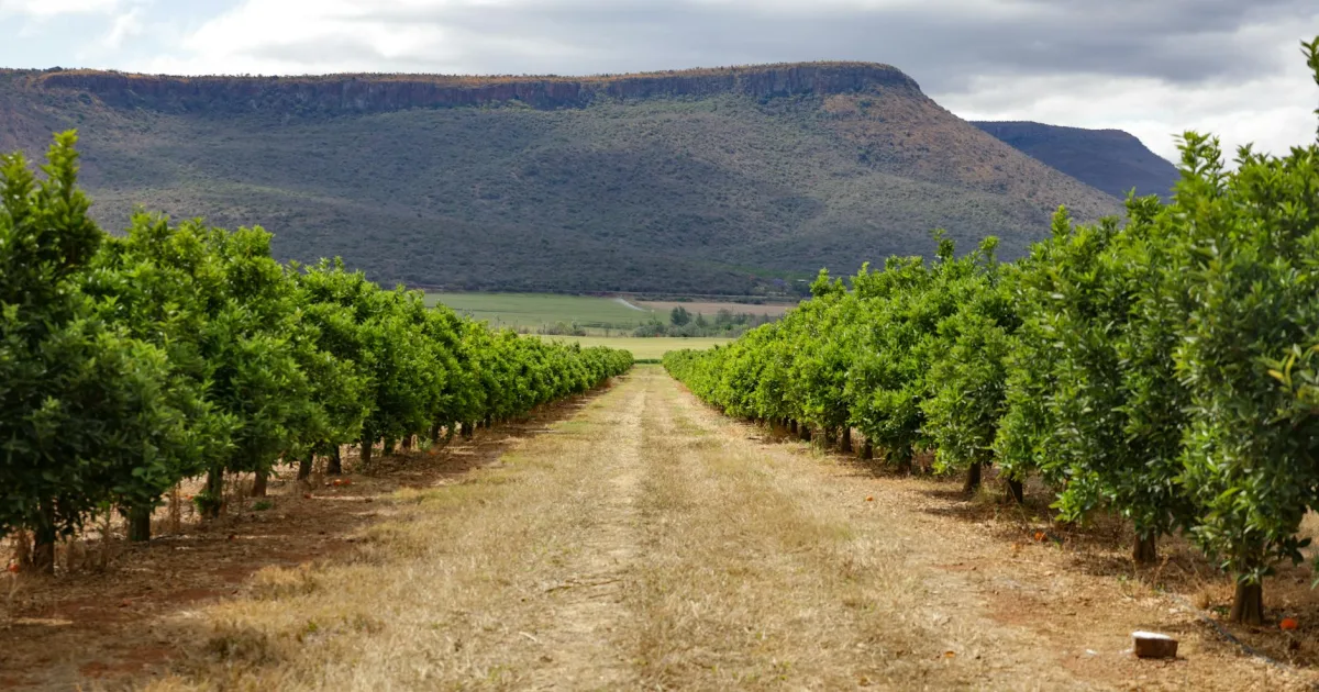 Downtown Mountain Grove, MO, MO