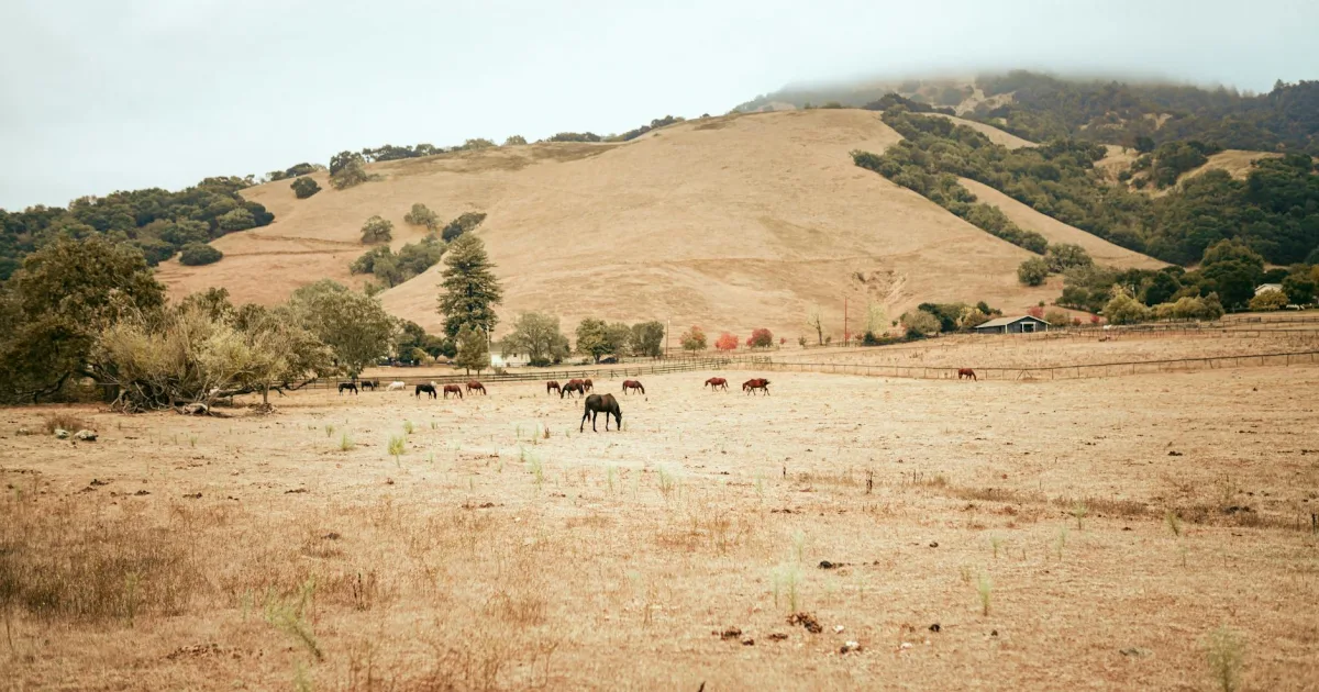 Downtown Mountain Ranch, CA, CA