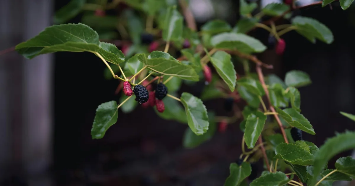 Downtown Mulberry, OH, OH