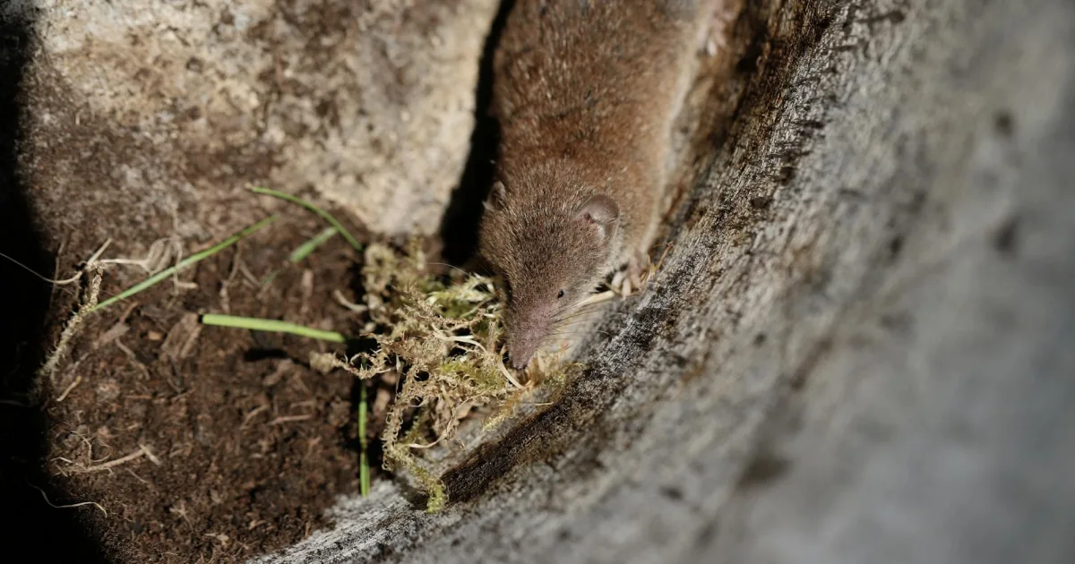 Downtown Muldrow, OK, OK