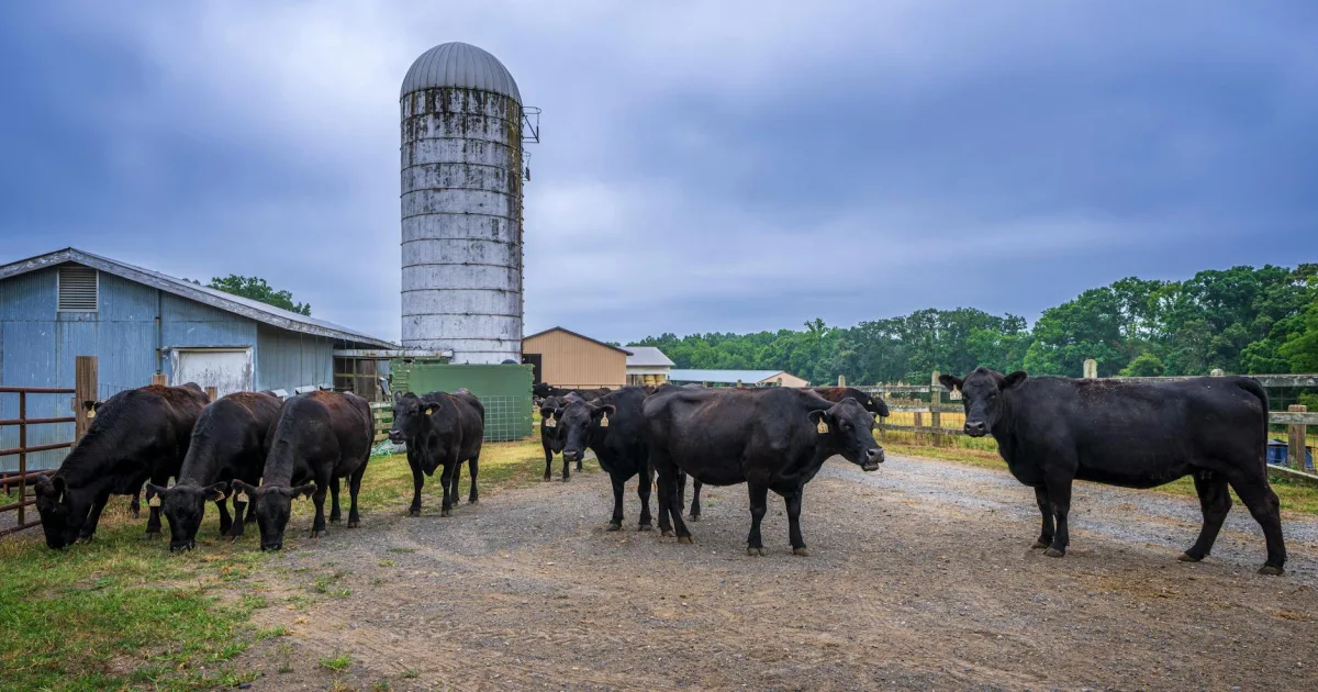 Downtown Murfreesboro, NC, NC