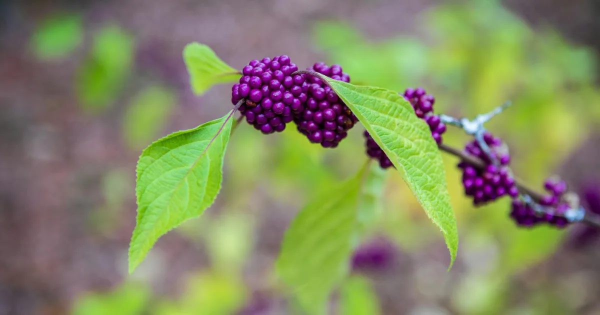 Downtown Murphy, NC, NC