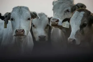 Downtown Murray, UT, UT