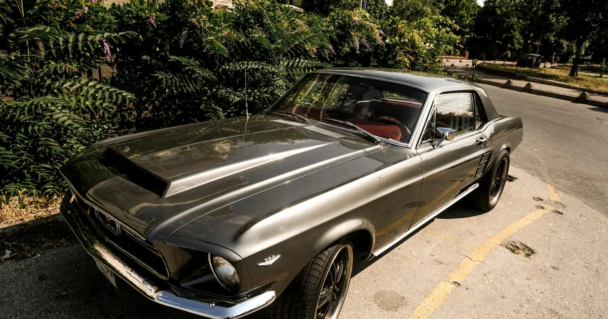 feral domestic horse