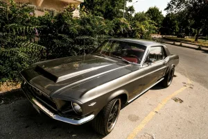 feral domestic horse