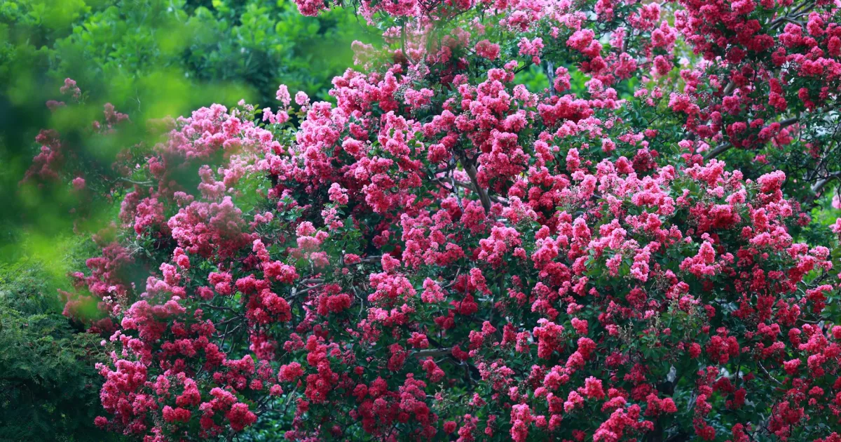 Downtown Myrtle Grove, NC, NC