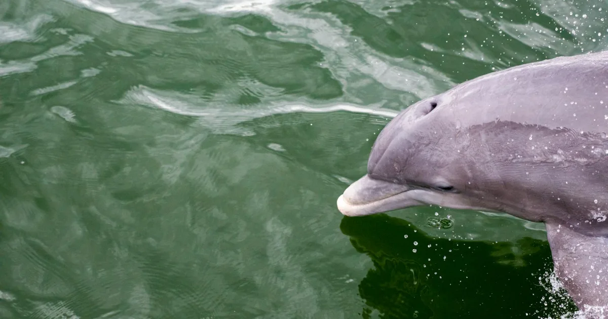 Downtown Naples Manor, FL, FL