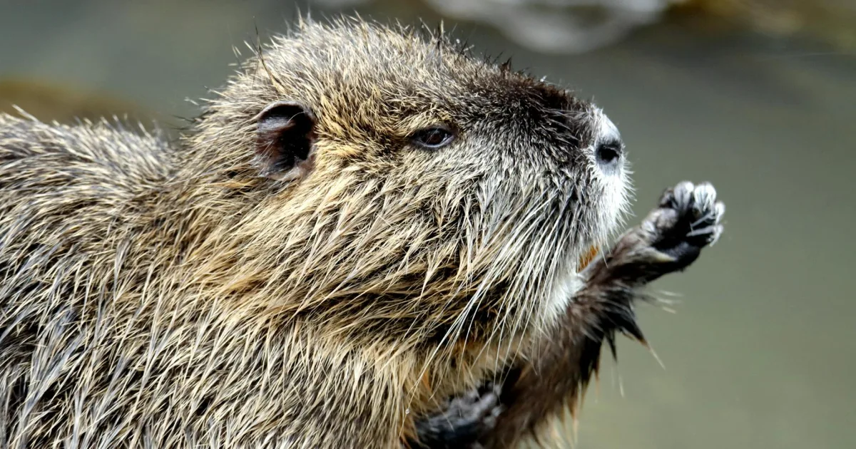 Downtown New Beaver, PA, PA