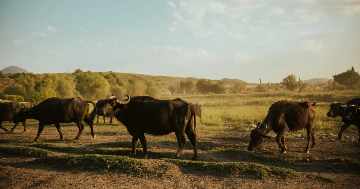 Downtown New Buffalo, MI, MI