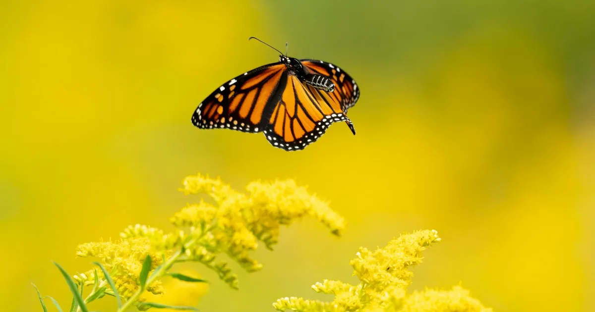 Downtown New Carlisle, IN, IN
