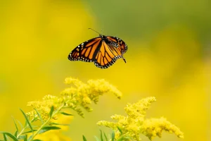 Downtown New Carlisle, IN, IN