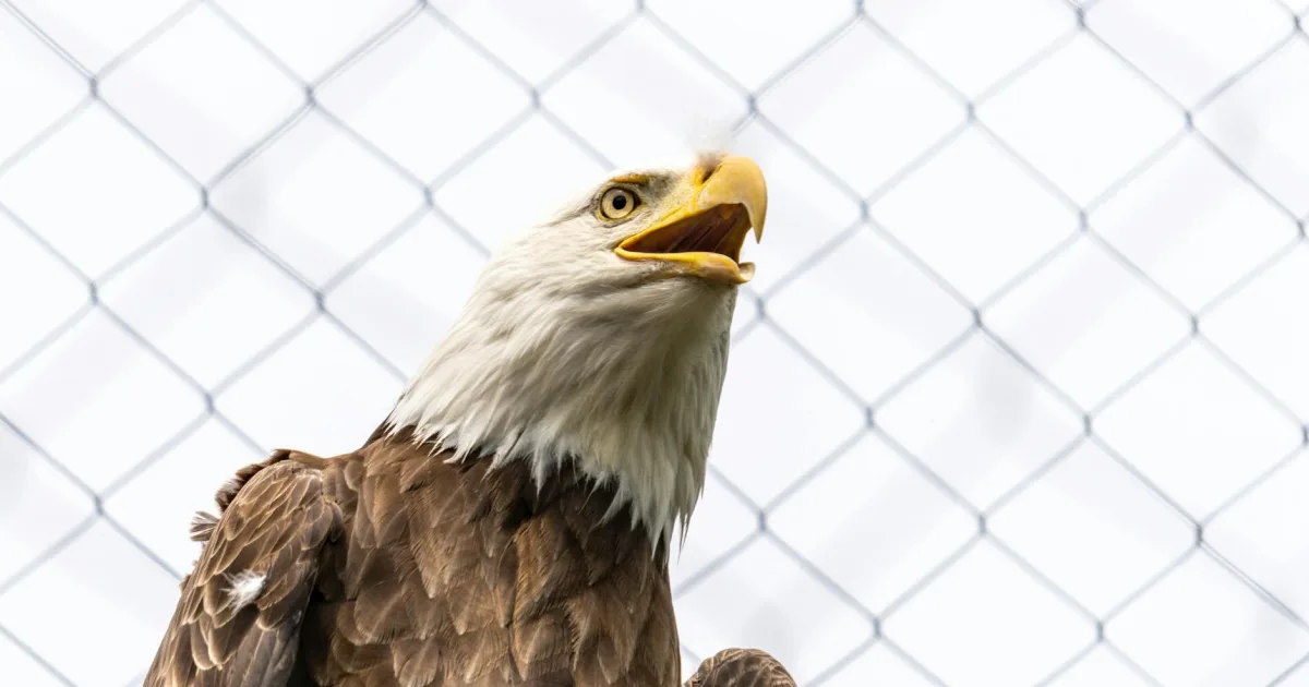 Downtown New Eagle, PA, PA