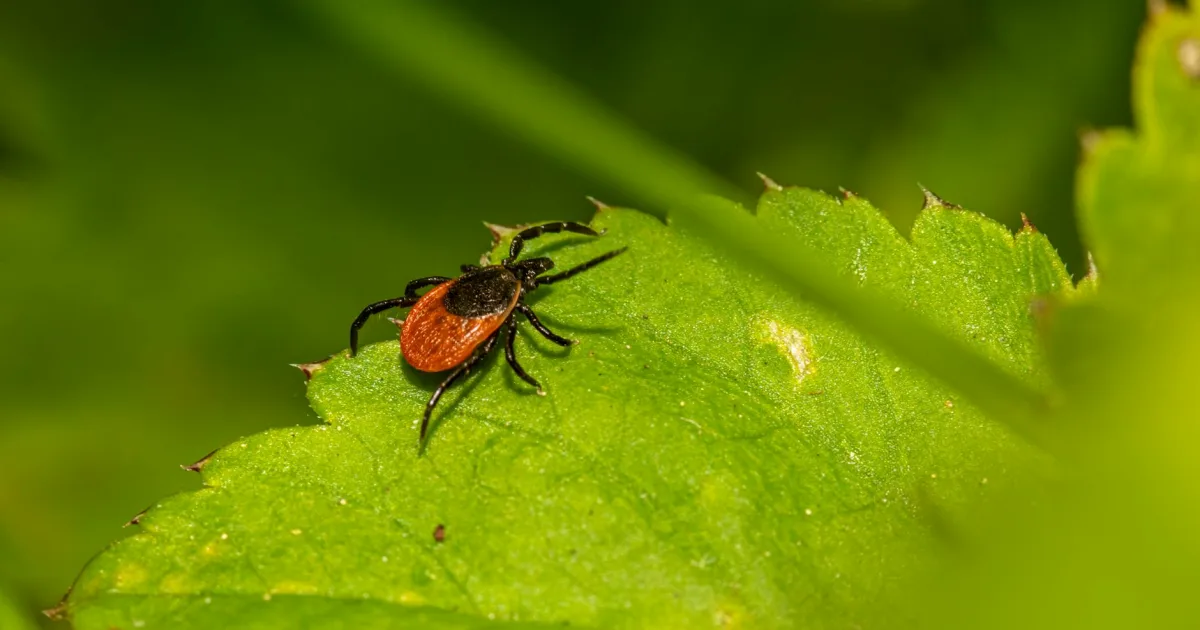 Downtown New Lyme, OH, OH