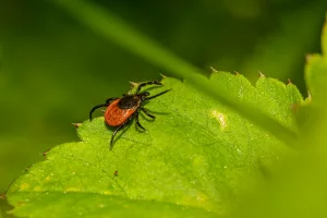 Downtown New Lyme, OH, OH