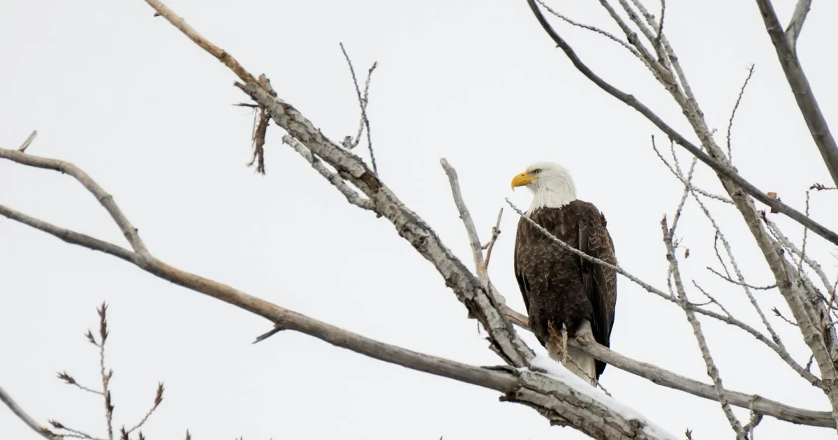 Downtown North Eagle Butte, SD, SD