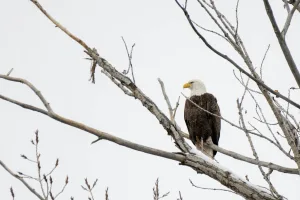 Downtown North Eagle Butte, SD, SD