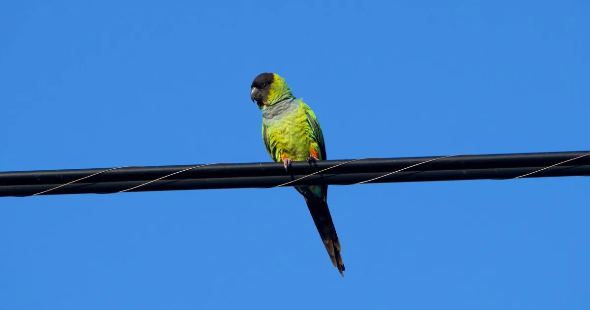 Downtown Nurillo, TX, TX