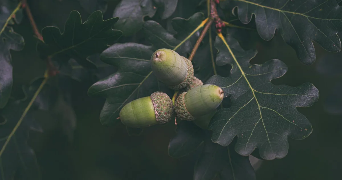 Downtown Oak Grove, IL, IL