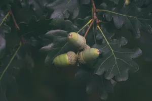 Downtown Oak Grove, OR, OR