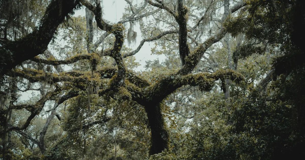 Downtown Oak Hill, FL, FL