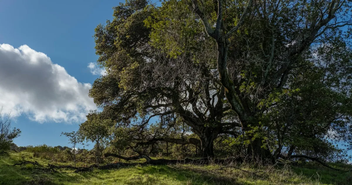 Downtown Oak Hills, CA, CA