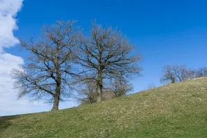 Downtown Oak Hills, PA, PA