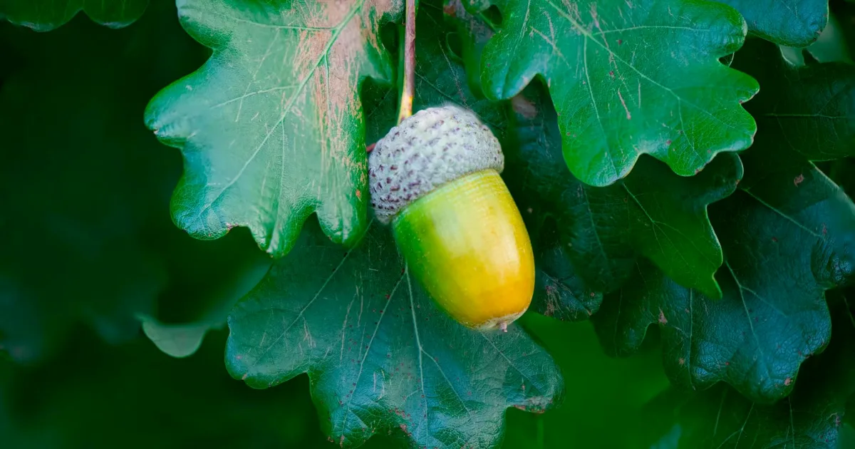 Downtown Oak, NE, NE