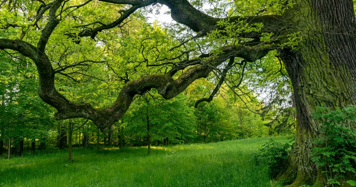 Downtown Oak Park, IL, IL