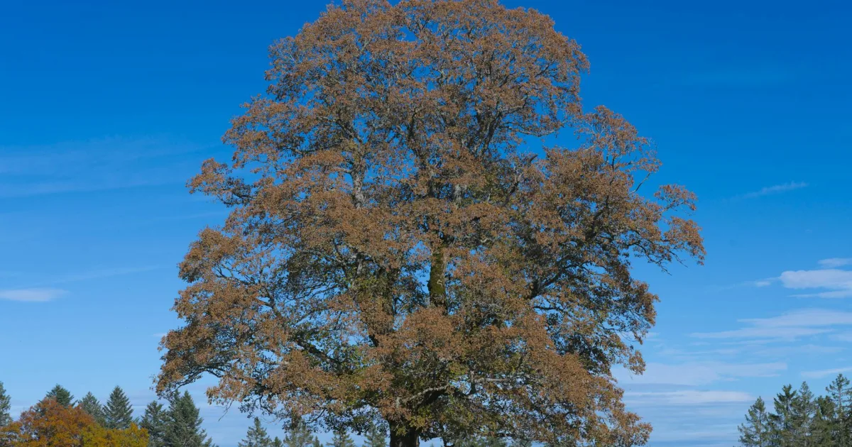 Downtown Oak Ridge, LA, LA