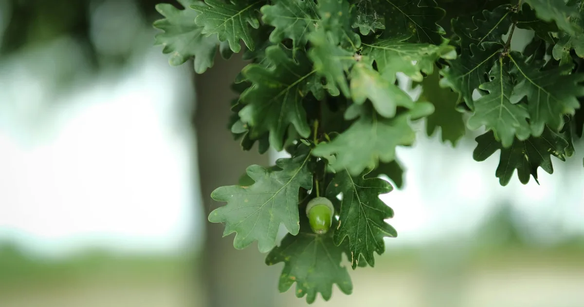 Downtown Oakman, AL, AL