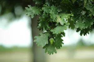 Downtown Oakman, AL, AL