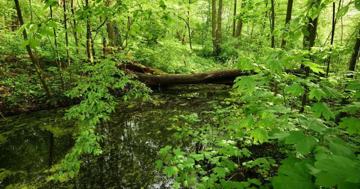 Downtown Oakwood, ND, ND