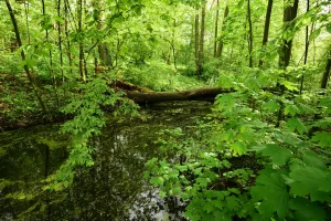 Downtown Oakwood, ND, ND