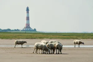 Downtown Oelwein, IA, IA