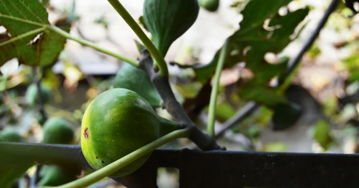 Downtown Old Fig Garden, CA, CA