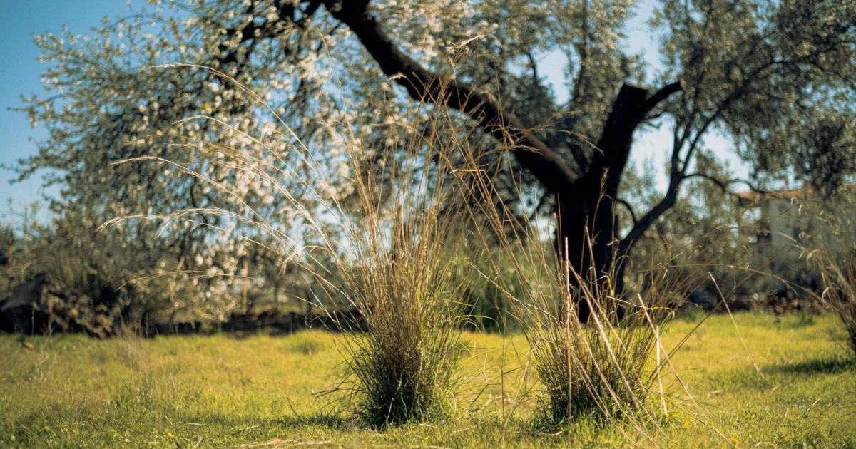 Downtown Oliver Springs, TN, TN