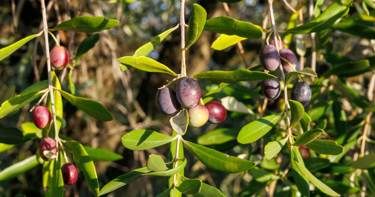 Downtown Olivet, NJ, NJ