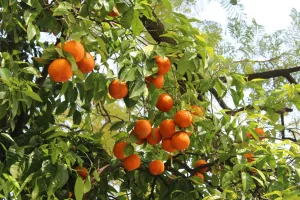 Downtown Orange Grove, TX, TX