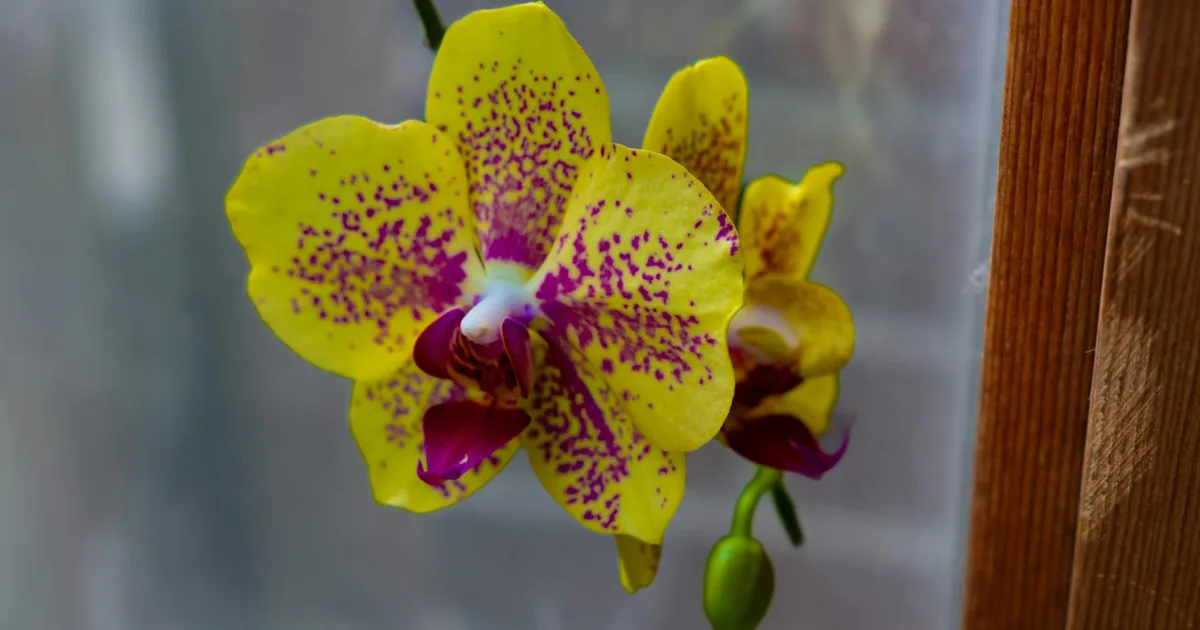 Downtown Orchid, FL, FL