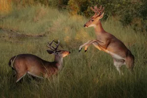 Downtown Osceola, SD, SD