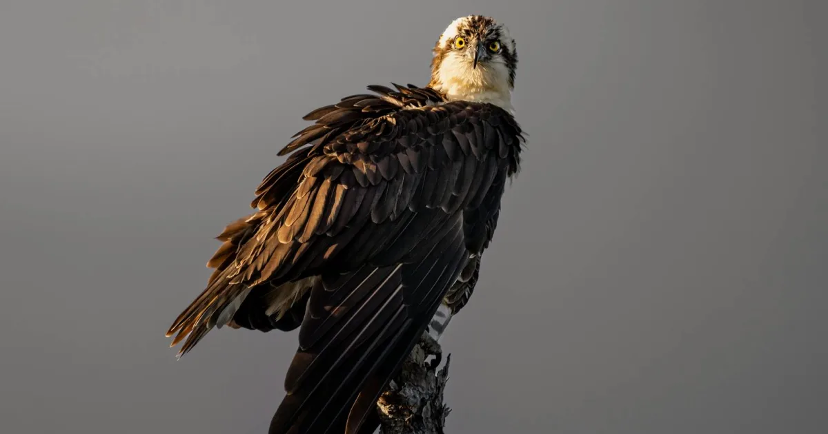 Downtown Osprey, FL, FL