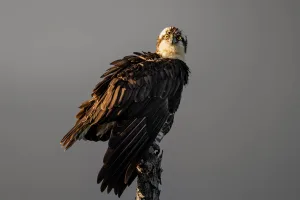 Downtown Osprey, FL, FL