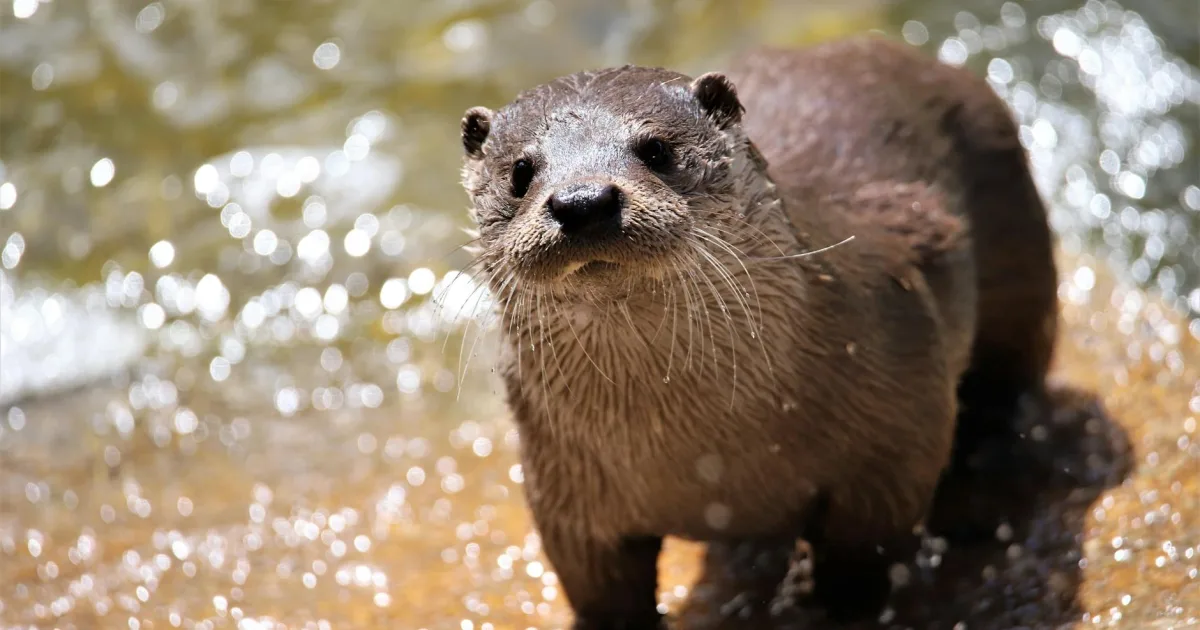 Downtown Otterville, MO, MO