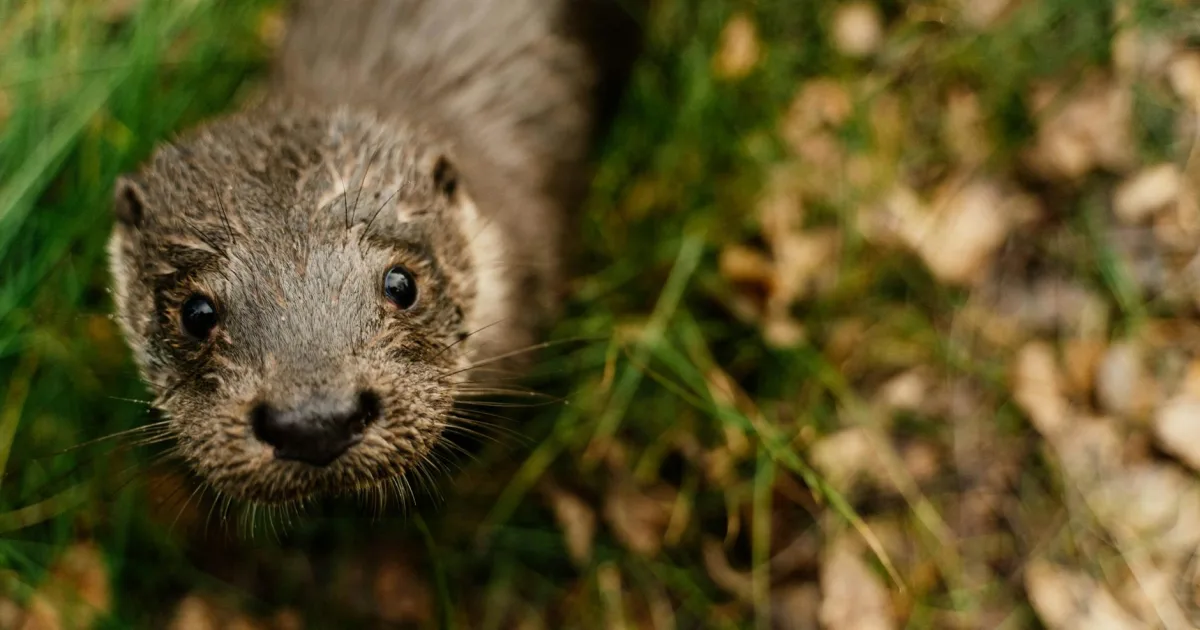 Downtown Otterville, NH, NH