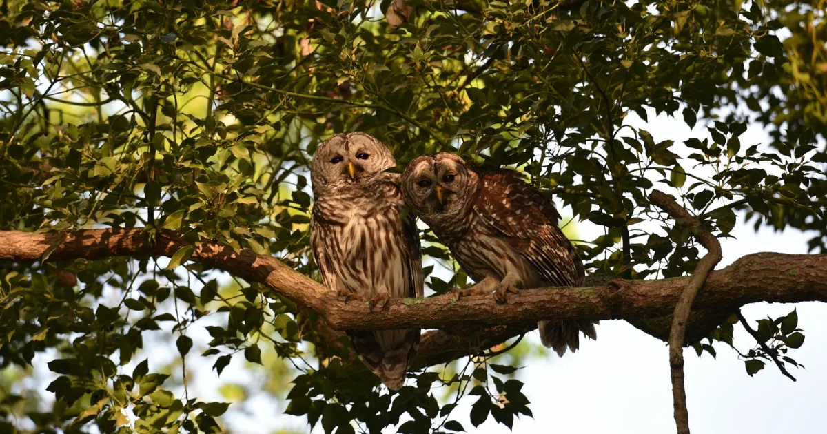 Downtown Owls Head, ME, ME