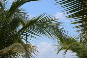 Downtown Palm Bay, FL, FL