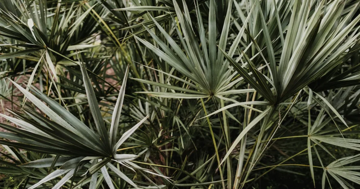 Downtown Palmetto, LA, LA