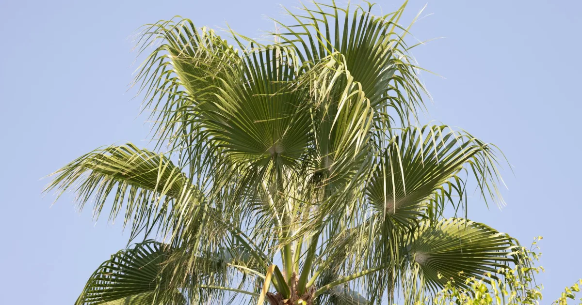 Downtown Palmview, TX, TX